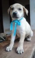 Paçoca e irmãozinhos