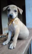 Paçoca e irmãozinhos