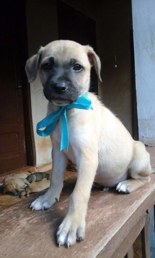 Cachorro raça SRD idade Abaixo de 2 meses nome Paçoca e irmãozinhos