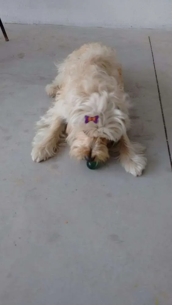 Cachorro ra a Puldoo idade 3 anos nome Djuli
