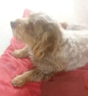 Cachorro raça srd idade 2 anos nome Mel