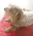 Mel