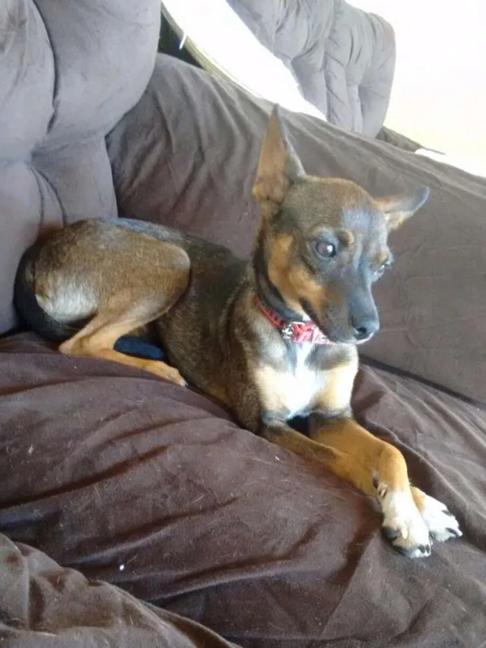 Cachorro ra a Vira lata idade 7 a 11 meses nome Nina