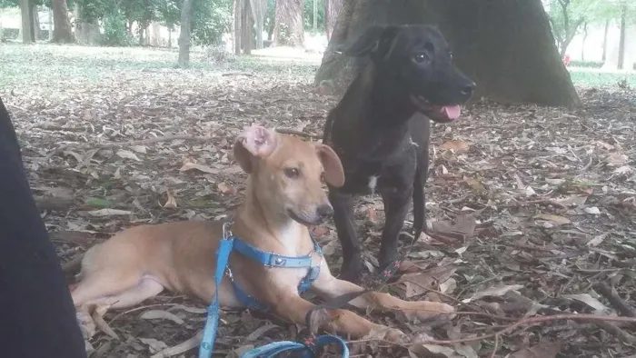Cachorro ra a Viralata idade 2 a 6 meses nome Leona