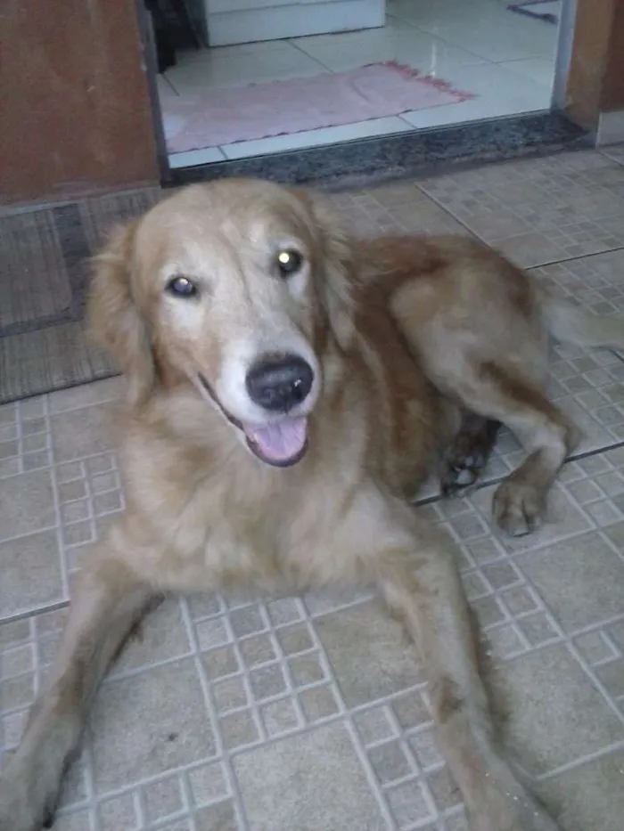 Cachorro raça Golden Retriever idade 5 anos nome Tedy