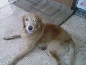 Cachorro raça Golden Retriever idade 5 anos nome Tedy