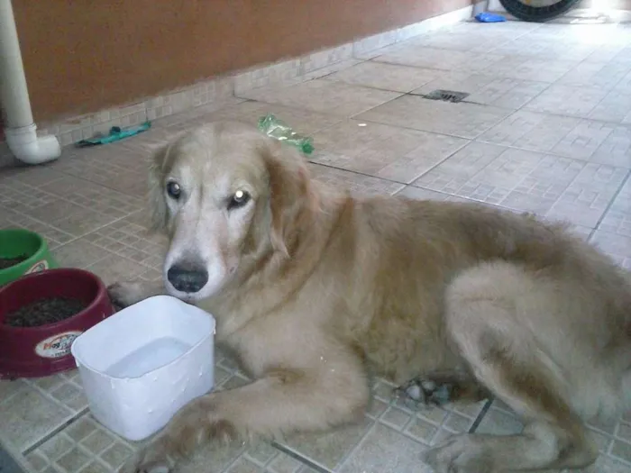 Cachorro raça Golden Retriever idade 5 anos nome Tedy