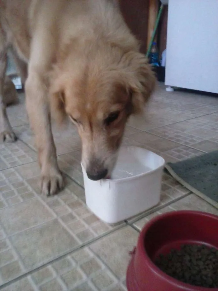 Cachorro raça Golden Retriever idade 5 anos nome Tedy