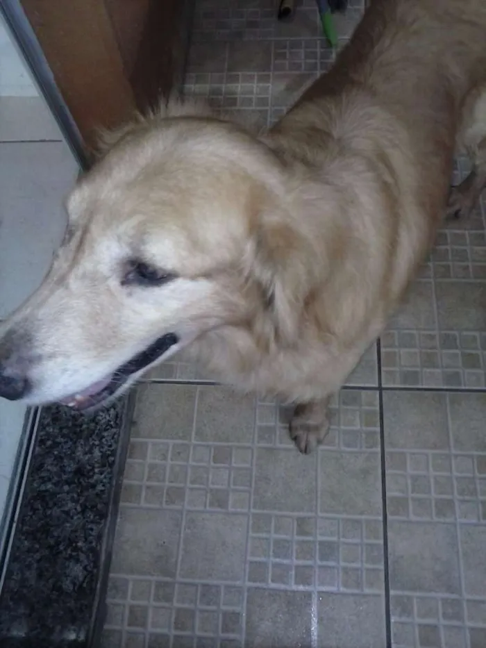 Cachorro raça Golden Retriever idade 5 anos nome Tedy