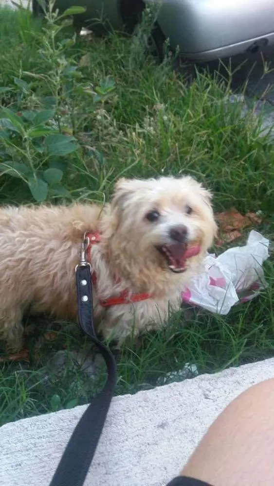 Cachorro ra a MESTIÇO CAIRNS TERRIER idade 5 anos nome BOBY