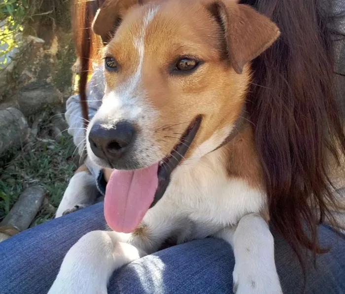 Cachorro ra a Mistura de labrador idade 7 a 11 meses nome Lana