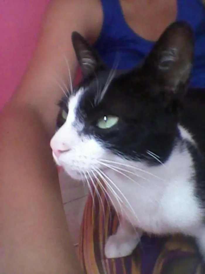 Gato ra a  idade 2 a 6 meses nome Oliver