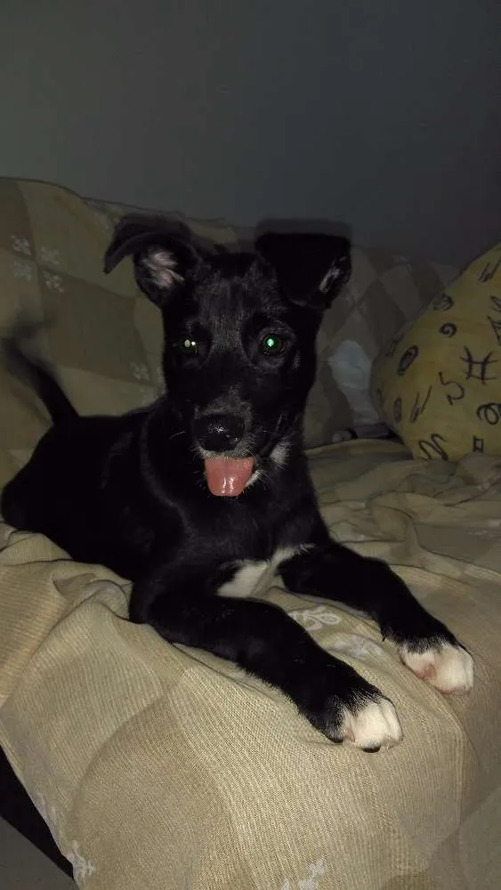 Cachorro ra a Indefinido idade 2 a 6 meses nome Alvin