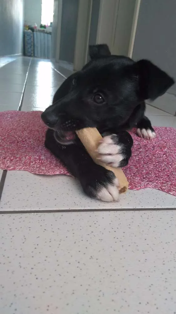 Cachorro ra a Indefinido idade 2 a 6 meses nome Alvin