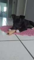 Alvin
