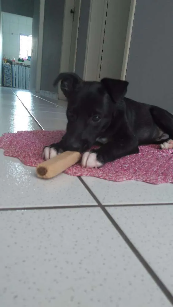Cachorro ra a Indefinido idade 2 a 6 meses nome Alvin