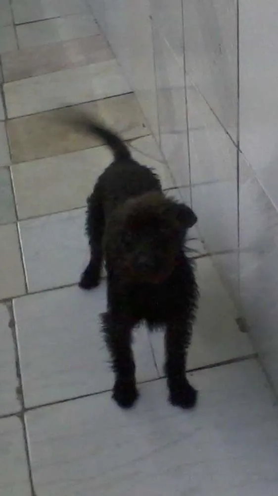 Cachorro ra a mistura idade 6 ou mais anos nome laila