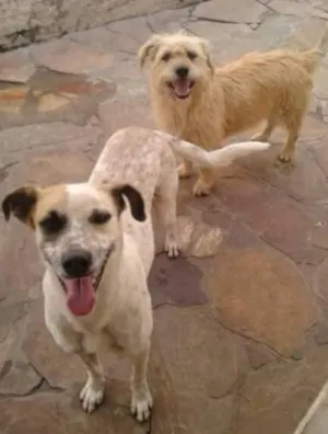 Cachorro raça SRD idade 3 anos nome Teca e Theo