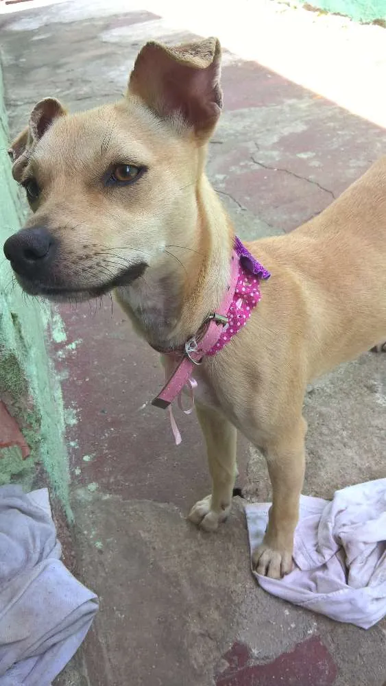 Cachorro ra a Sem Raça Definida idade 7 a 11 meses nome Luna