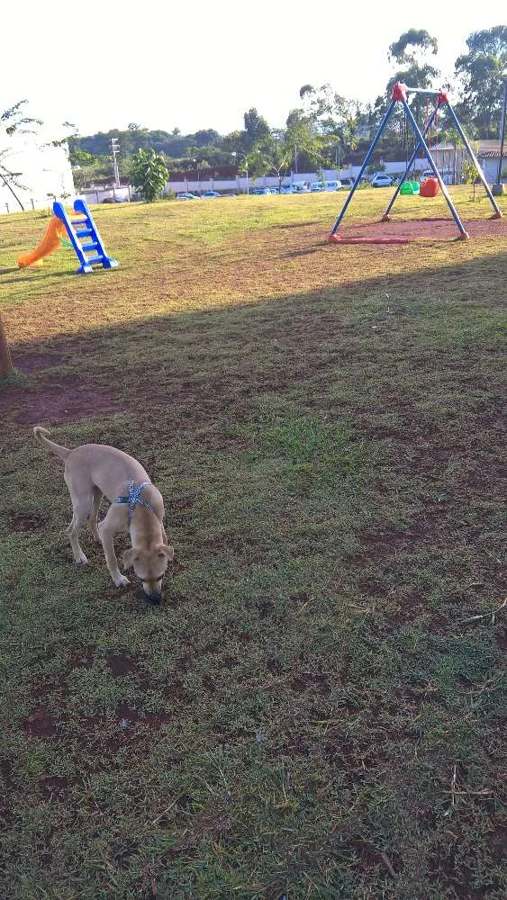 Cachorro ra a Sem Raça Definida idade 7 a 11 meses nome Luna