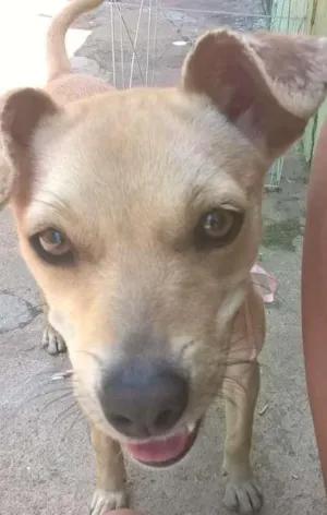Cachorro raça Sem Raça Definida idade 7 a 11 meses nome Luna
