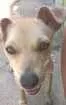 Cachorro raça Sem Raça Definida idade 7 a 11 meses nome Luna