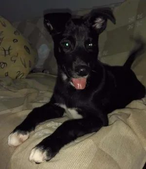 Cachorro raça Indefinido idade 2 a 6 meses nome Alvin