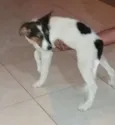 Lola