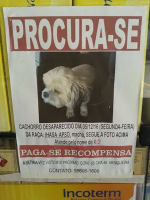 Cachorro raça Lhasa Apso idade  nome kid