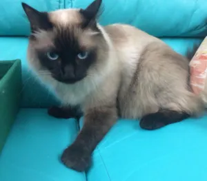 Gato raça Mestica de siamês com angorá  idade 3 anos nome Lindinha 