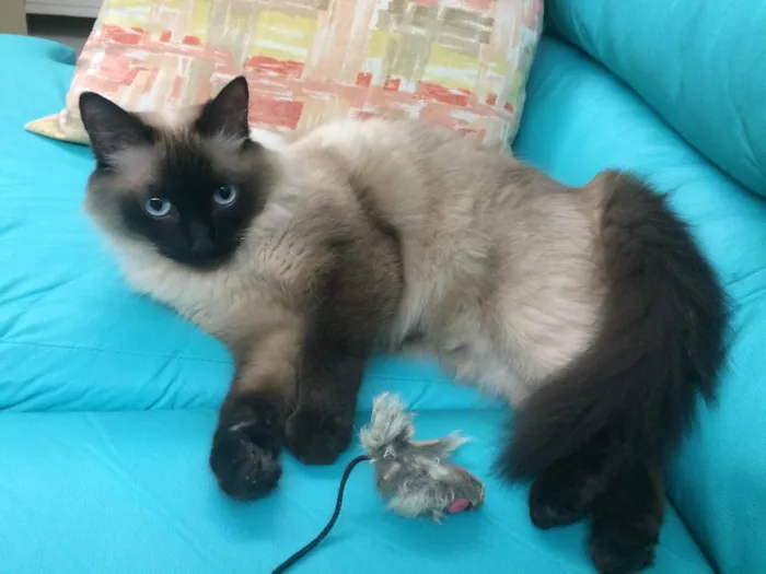 Gato ra a Mestica de siamês com angorá  idade 3 anos nome Lindinha 