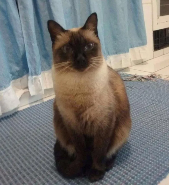 Gato ra a Siamês  idade 4 anos nome Bibi