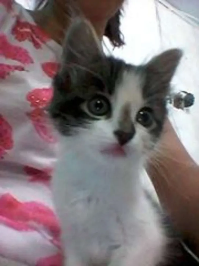 Gato ra a  idade 2 a 6 meses nome LINDINHA