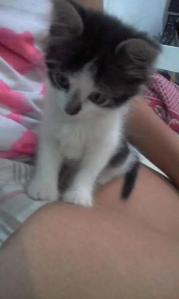 Gato ra a  idade 2 a 6 meses nome LINDINHA