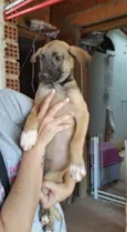 LAIKA