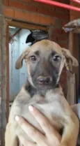 LAIKA