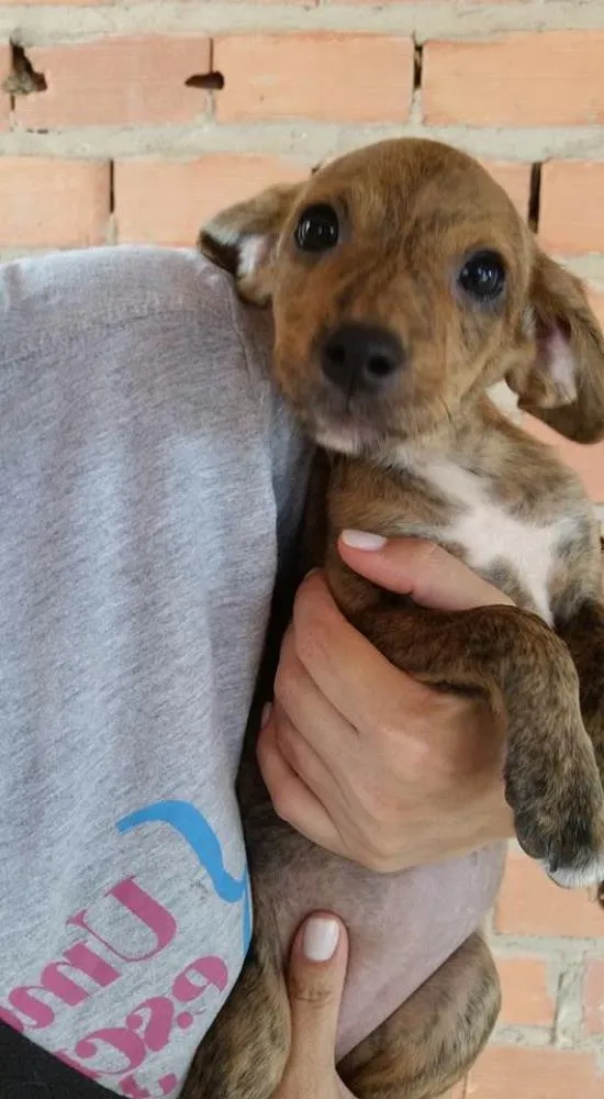Cachorro ra a SRD idade 2 a 6 meses nome ANNA