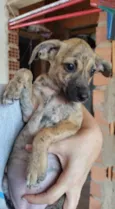 ELSA