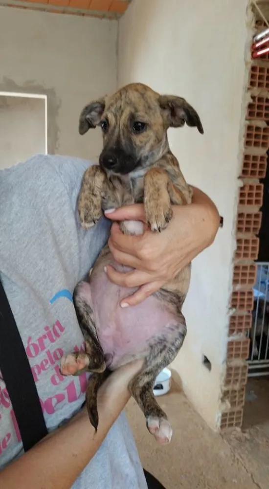 Cachorro ra a SRD idade 2 a 6 meses nome ELSA