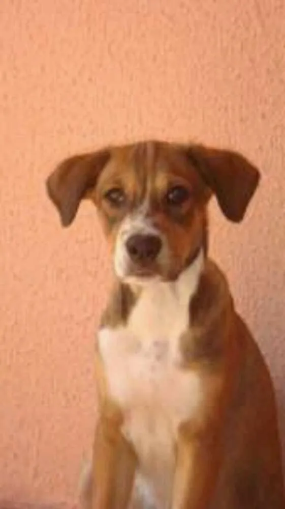 Cachorro ra a labrador com vira lata idade 3 anos nome bred