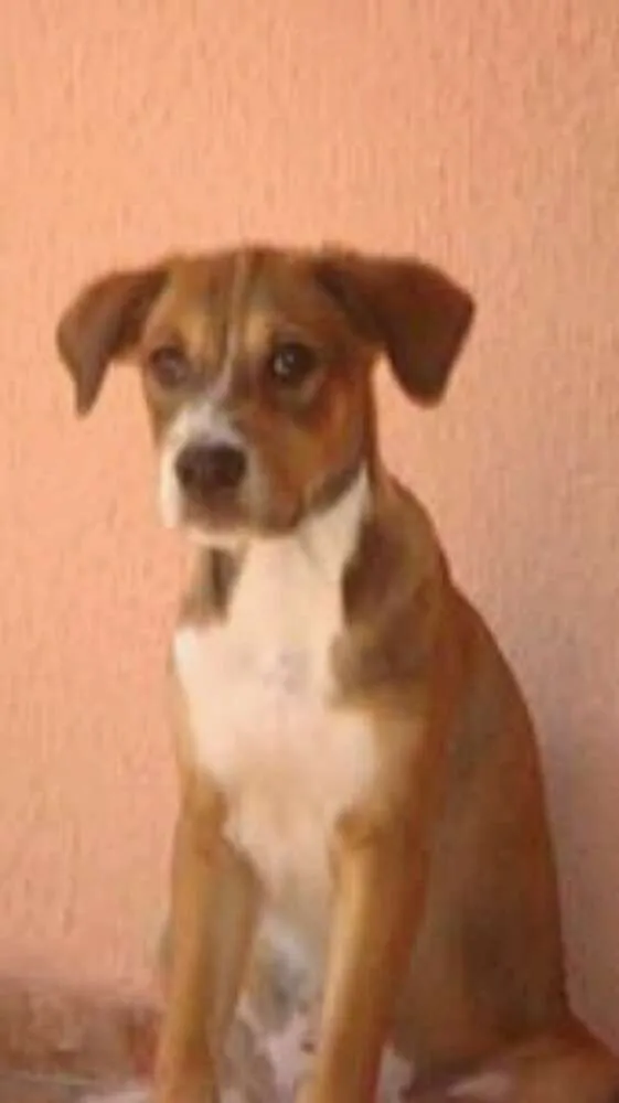 Cachorro ra a labrador com vira lata idade 3 anos nome bred