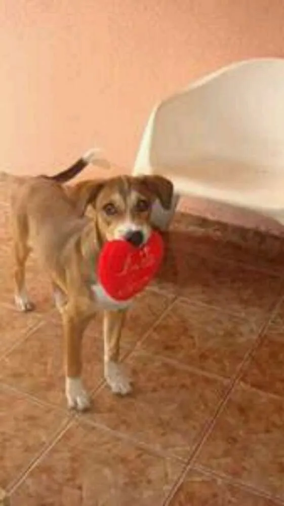 Cachorro ra a labrador com vira lata idade 3 anos nome bred