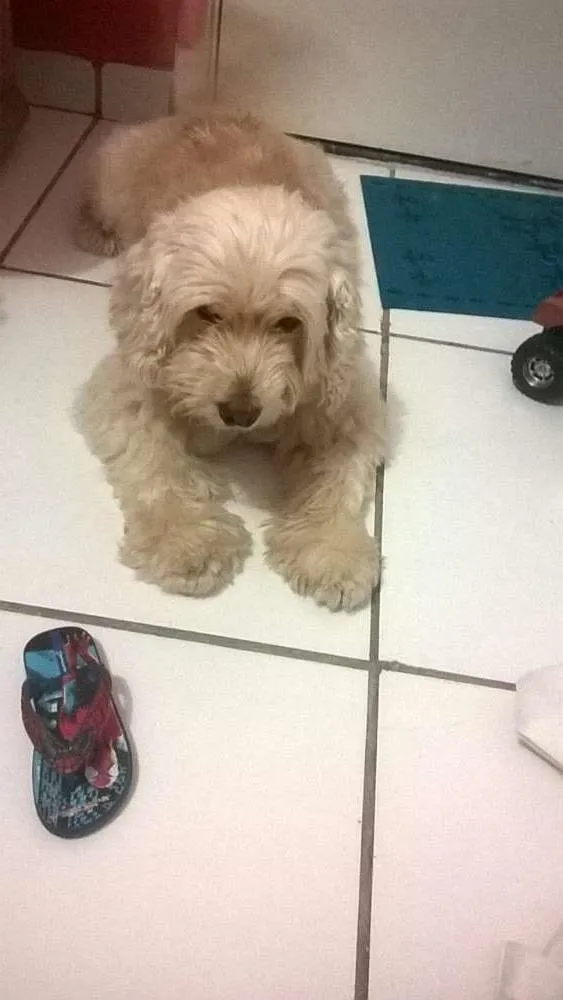 Cachorro ra a mestiço idade 5 anos nome SALOMAO