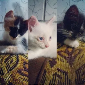 Gato raça Nenhuma idade 2 a 6 meses nome Hope, Pablo, Kol