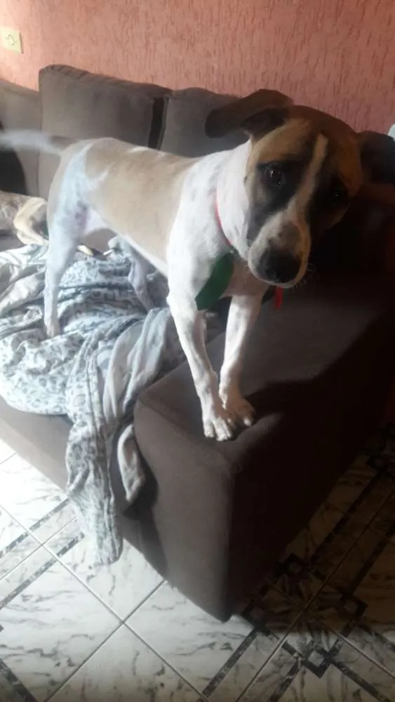 Cachorro raça Indefinida idade 7 a 11 meses nome Bolt