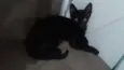 Pretinha