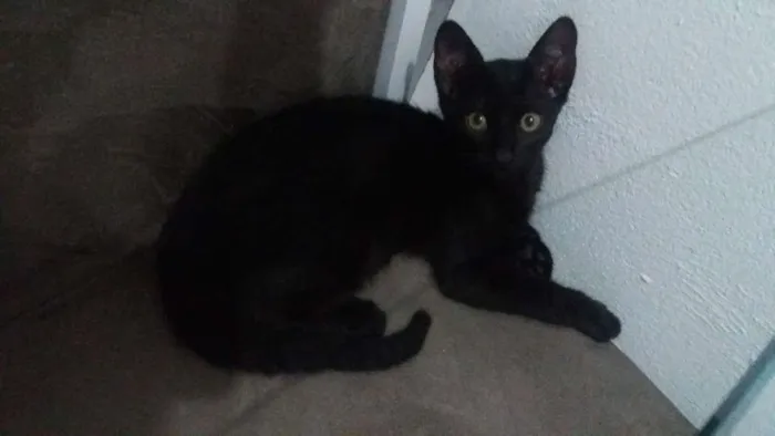 Gato ra a Não sei idade 2 a 6 meses nome Pretinha