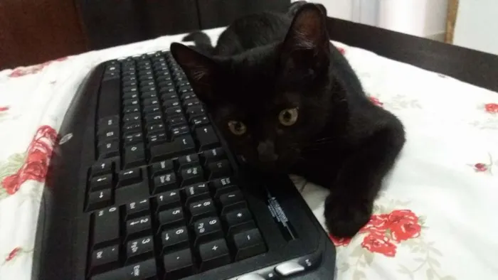 Gato ra a Não sei idade 2 a 6 meses nome Pretinha
