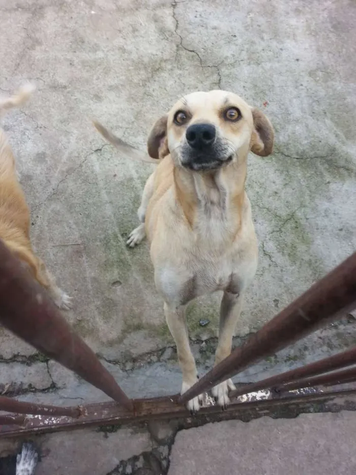 Cachorro ra a Srd idade 2 anos nome Smilinguido