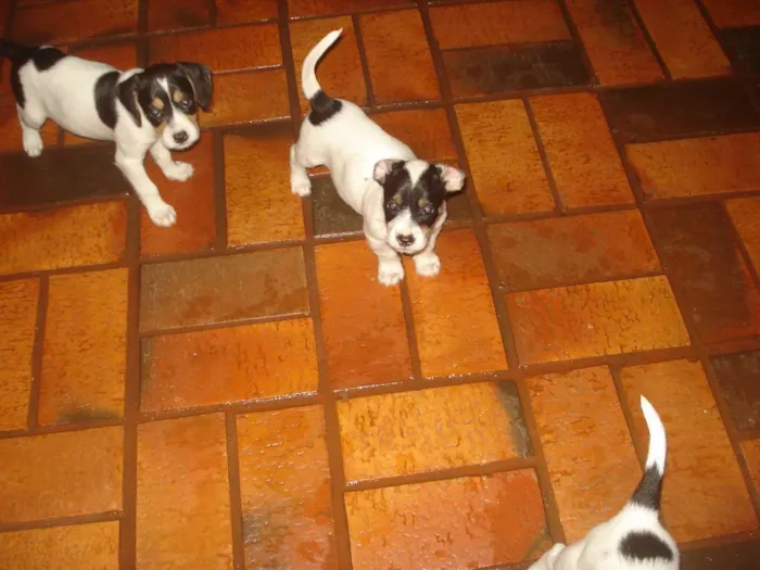 Cachorro ra a Sem raça idade 2 a 6 meses nome Não possui